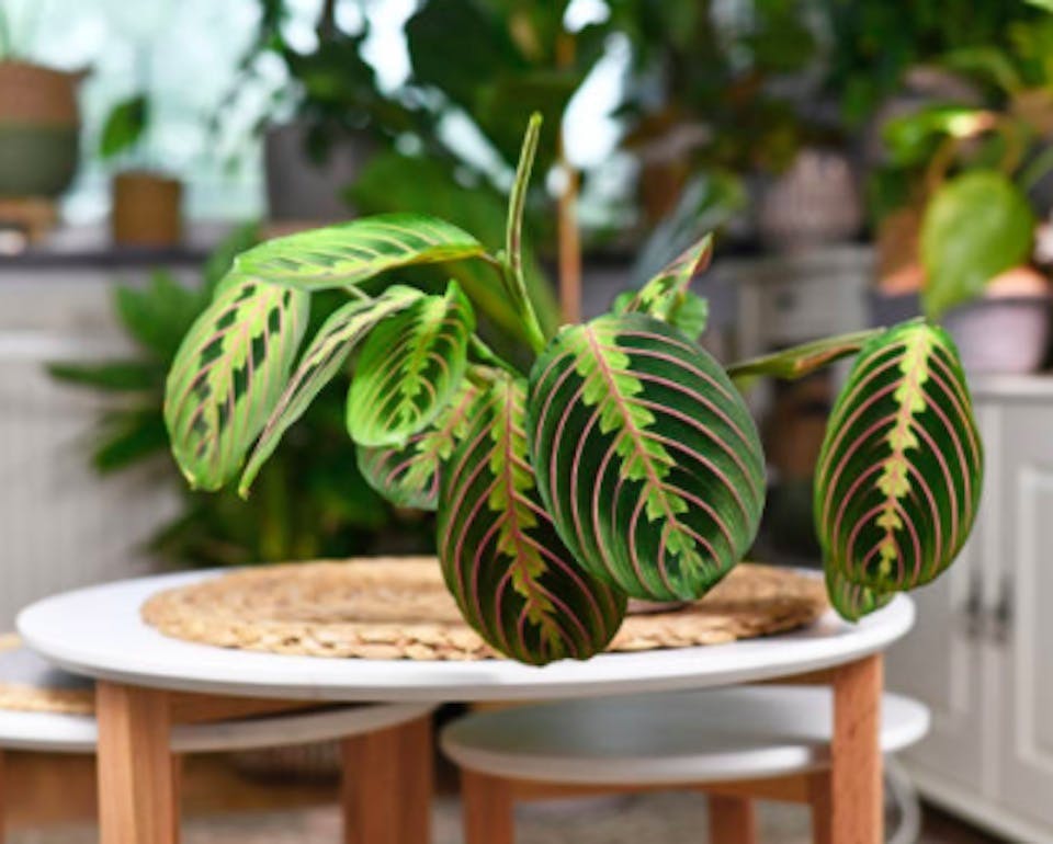 Maranta til badet Maranta til badet